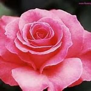 Meet your Posher, Louise